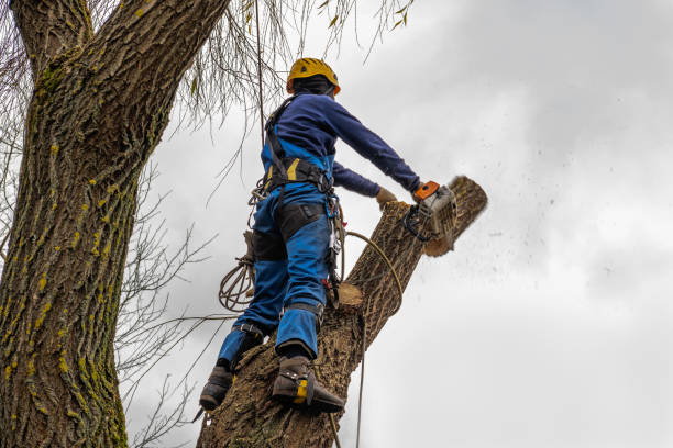 Best Affordable Tree Service  in USA